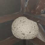 Wasp Control & Wasp Nest Removal