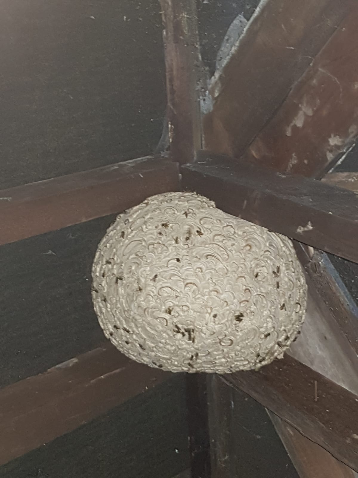 Wasp Control & Wasp Nest Removal in Stoke on Trent
