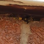 Wasp Control & Wasp Nest Removal