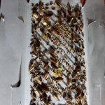 Cockroach Control & Removal